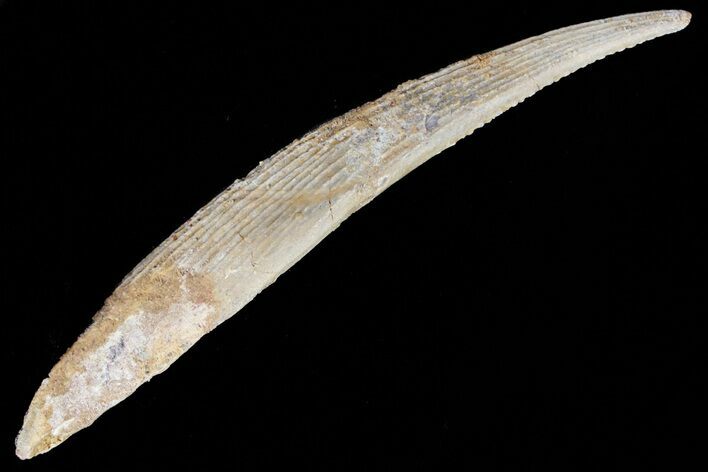 Hybodus Shark Dorsal Spine - Cretaceous #73116
